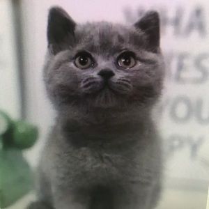 Meet your Posher, Jace